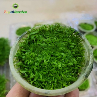 Cây Cỏ Giấy Thủy Sinh Bắt Mồi Dưới Nước Trên Cạn Và Bán Cạn Loài Cây Bắt Mồi Ăn Thịt Utricularia graminifolia