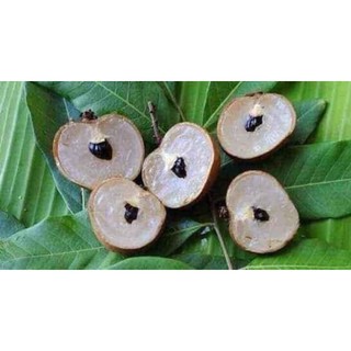 cây giống nhãn hạt lép