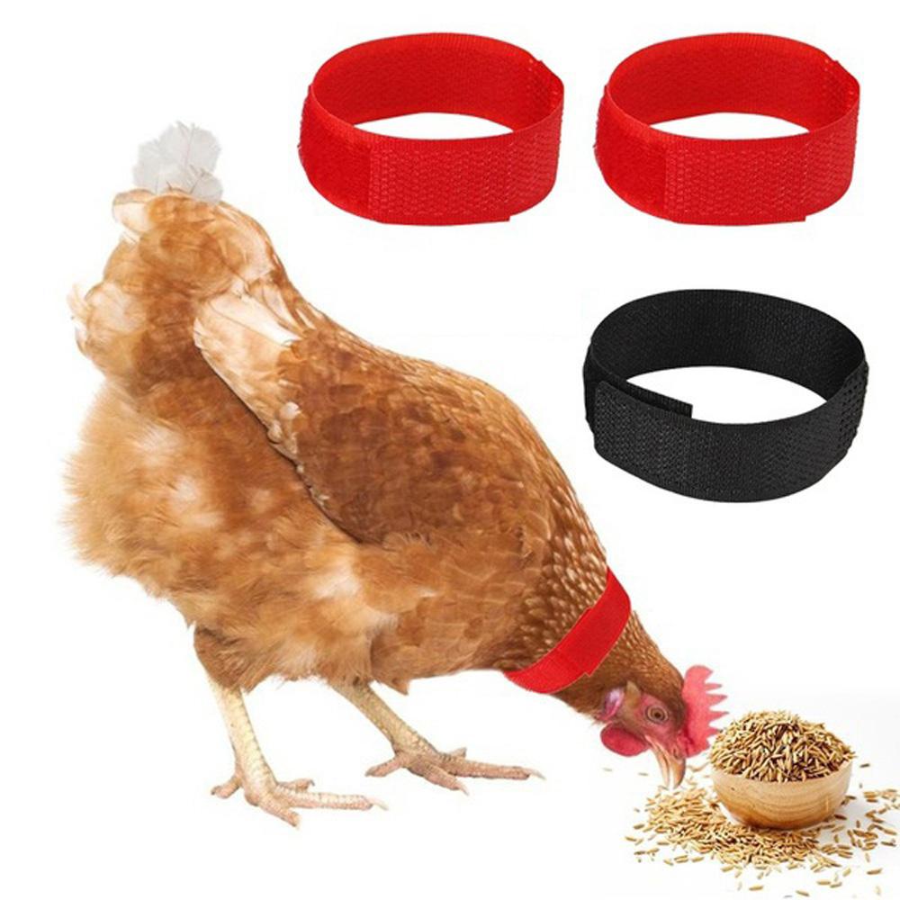 AUGUSTINA Set 2 Đai Đeo Cổ Chống Gà Trống Tiện Dụng