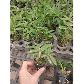 CÂY GIỐNG LAN PHI ĐIỆP