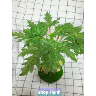 Cây đu đủ giả mini để bàn