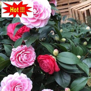 Hạt giống hoa Trà My - 5 hạt