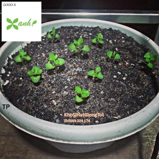 Gói 50 Hạt Giống Hoa Cúc Chi Trắng - 60cm Shasta (Chrysanthemum)