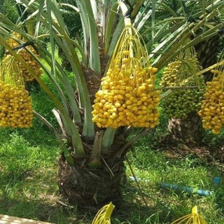 cây chà là giống siêu trái