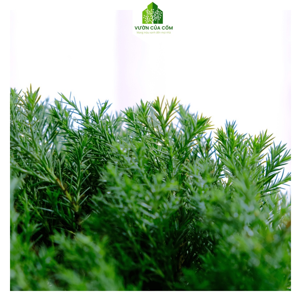 Cây Tùng Bồng Lai kèm chậu sứ trắng có kíck thước cao 30 - 35 cm . Cây mang phong thủy hút tài lộc .