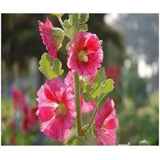 50 Hạt giống Hoa mãn đình hồng - Rau củ quả trồng tại vườn, sân thượng, nông trang, ban công