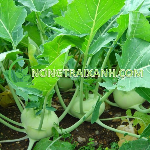 300H - HẠT GIỐNG SU HÀO XANH