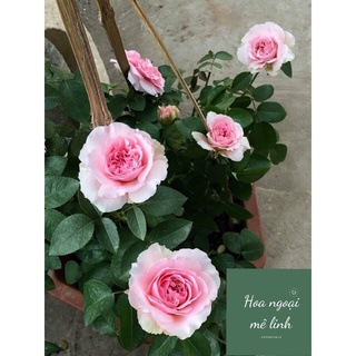 Hoa hồng ngoại Miranda Rose siêu đẹp bền hoa -HoaNgoaiMeLinh
