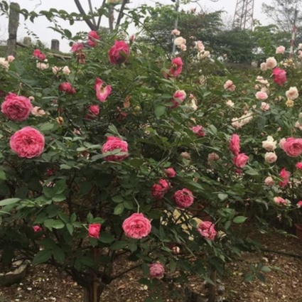 Cành triết hồng cổ Sapa