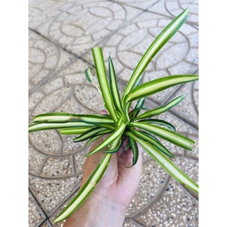 Cụm cây cỏ lan chi