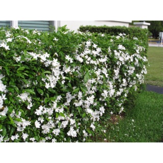 Cây lài tây ( mua 1 tặng 1 )