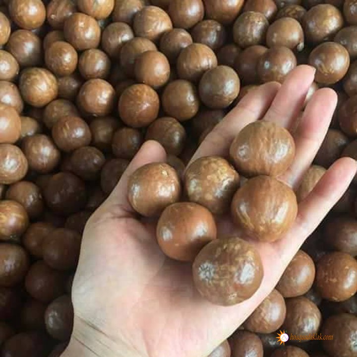 Hạt mắc ca Tây nguyên 500g