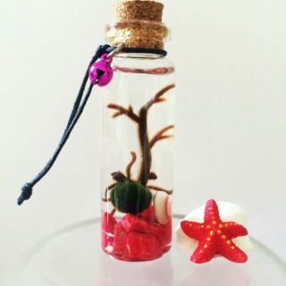 Marimo Tảo Cầu Nhật Bản
