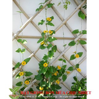Hạt giống hoa ánh dương 4 hạt đến mùa trồng tết luckyseed hạt siêu rẻ