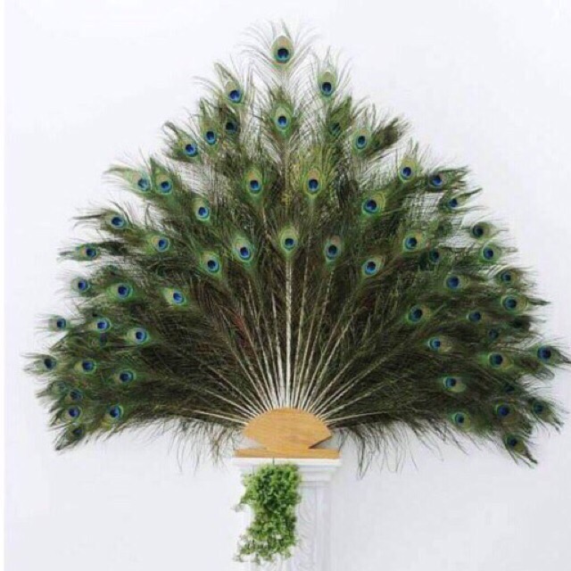 Combo 36 lông công loại mắt vừa 80-90cm 8k/1c | BigBuy360 - bigbuy360.vn