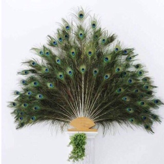 30 Lông công 95-100cm mắt vừa