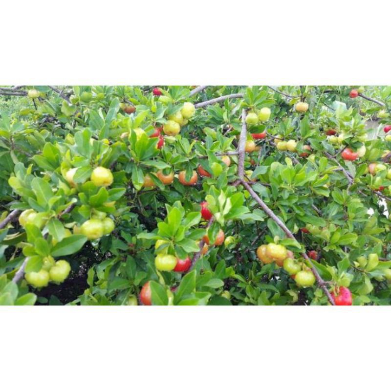 Cây sơ ri chiết cành