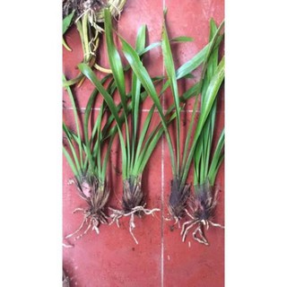 COMBO 10 THÂN ĐỊA lan kiếm hồng hoàng tây bắc, hoa đẹp, thơm dể sống, dễ thuần, mùa hoa tháng 5 - LKHHTB