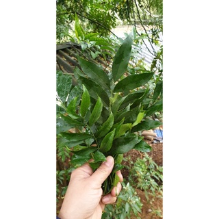 lá mắc mật tươi