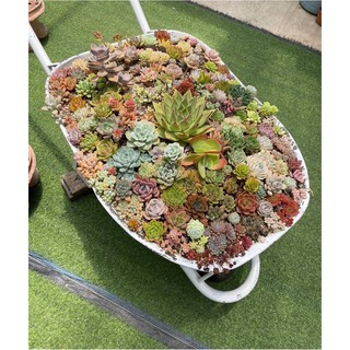 1 CÂY SEN ĐÁ SIZE MINI BAO LỖI 1 ĐỔI 1 XUẤT XỨ ĐÀ LẠT