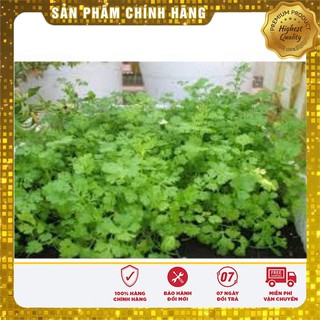 Hạt Giống Rau Mùi Tía(30 gr)