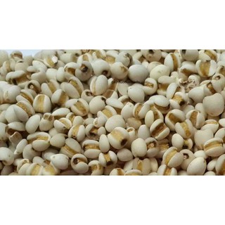 Hạt Ý Dĩ Tây Nguyên