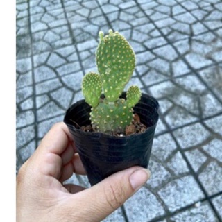 Xương rồng tai thỏ nhỏ