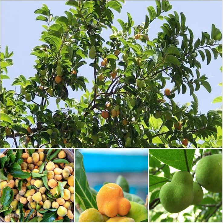 100 Hạt giống cây chay (Kèm kích thích hạt nảy mầm)
