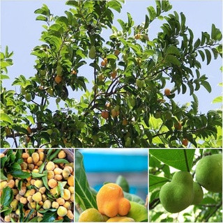 100 Hạt giống cây chay