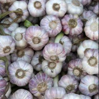 [FREESHIP 99K TOÀN QUỐC]Tỏi Hà Nội 500gr