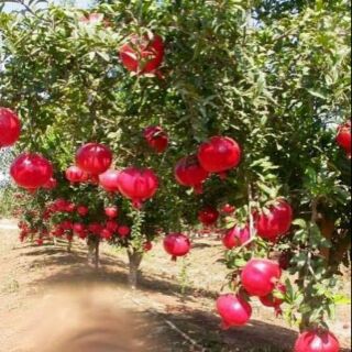 Cây lựu đỏ ấn độ ra quả sau 4 tháng