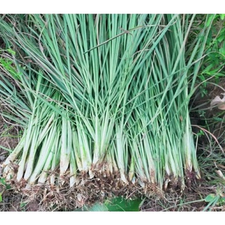Sả giống có rễ bụi 5 cây
