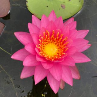 Củ hoa súng thái mini