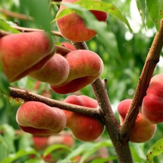 HÀNG HÓT LUÔN ..CÂY GIỐNG ĐÀO DẸT NGA.CHUẨN 100%.