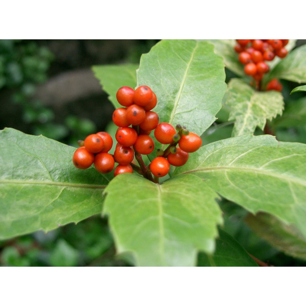 Cây sói rừng DV020