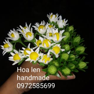 Nụ hoa cúc, lá hoa cúc
