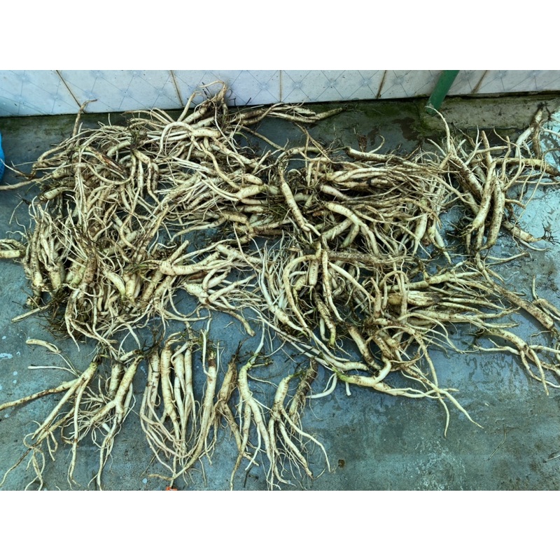 1kg Sâm dây Ngọc Linh tươi hàng chọn - ĐẢM BẢO CHẤT LƯỢNG 100% - DƯỢC LIỆU HÀ HOÀNG