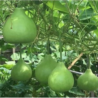 Hạt giống bầu gáo - f1 - nk mỹ