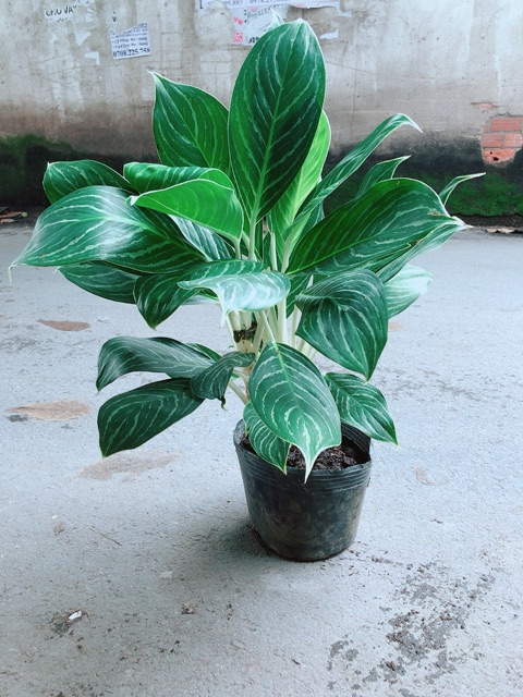 Cây Bạch Mã Hoàng Tử