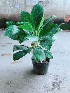 Cây Bạch Mã Hoàng Tử