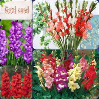 [ĐƯỢC CHỌN MÀU] CỦ GIỐNG HOA LAY ƠN CỦ TO 9 MÀU ĐỘC LẠ