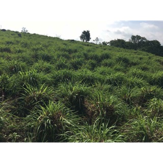 Tinh dầu sả nguyên chất