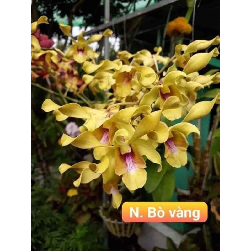 Hoa lan denro nắng bò vàng