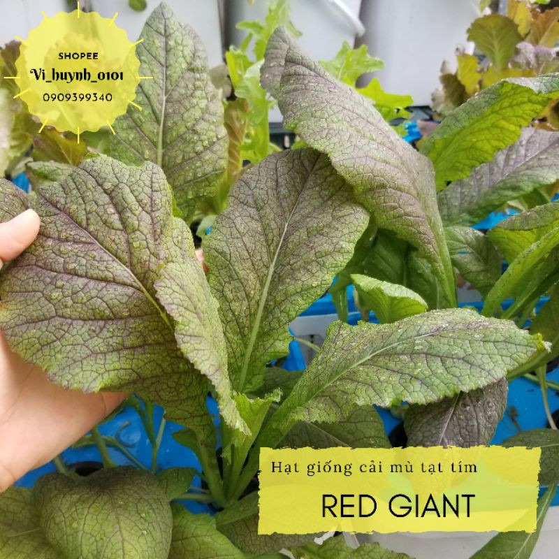 Hũ 300 hạt cải mù tạt RED GIANT hữu cơ - Cải bẹ xanh tím nhập Mỹ chịu nhiệt trồng hè tốt