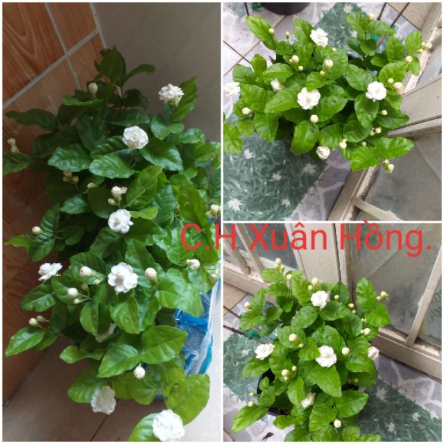 Com bo 2 chậu cây hoa nhài, chậu to, cây đẹp, đang bông.