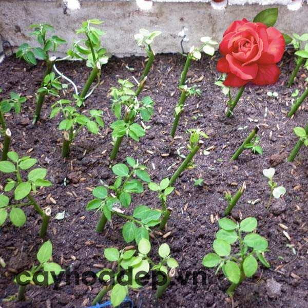 Auxin Alpha Na-NAA 98% tan trong nước  gói 100g