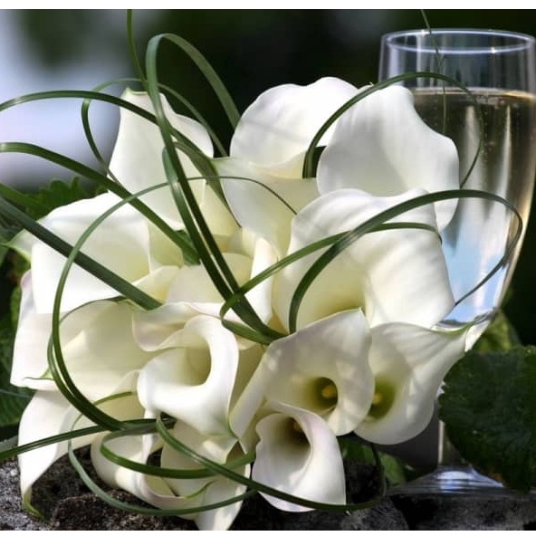 10 hạt Hoa thủy vu, Hoa Calla, Hoa vân môn mix đủ 8 màu siêu hoa