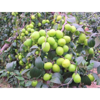 Cây giống Táo Thái cho trái to giòn ngọt - Trang Flowers