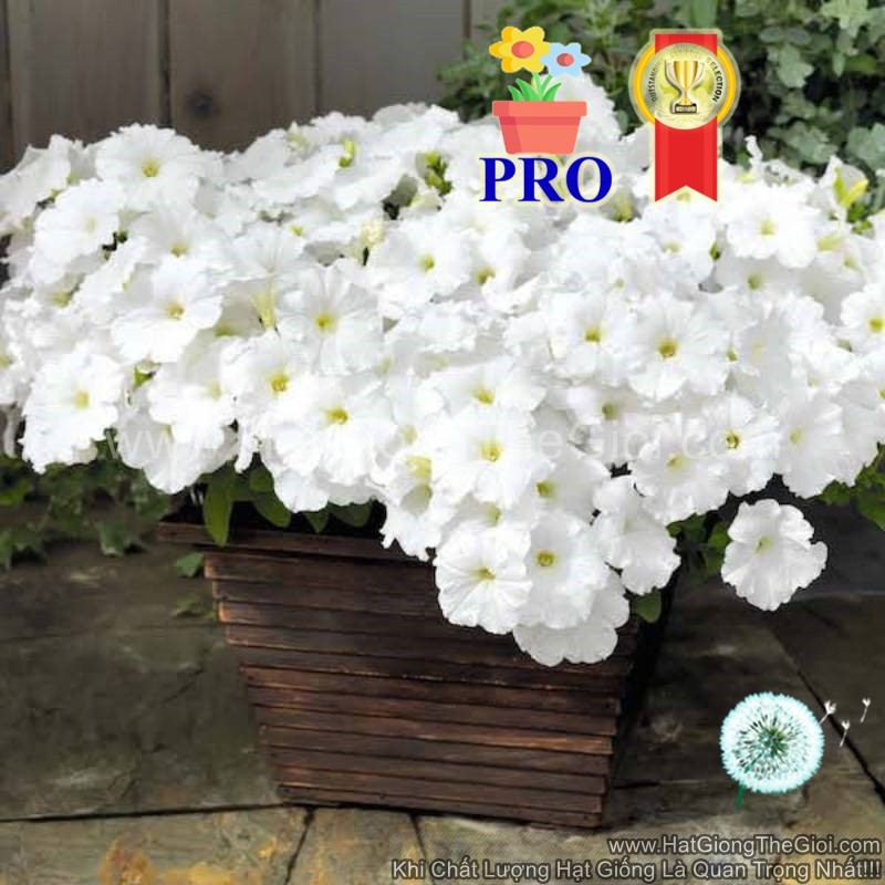 250.HẠT Hạt Giống Hoa Dạ Yến Thảo Rũ Success! TR Trắng (| -KD: B36*X60)