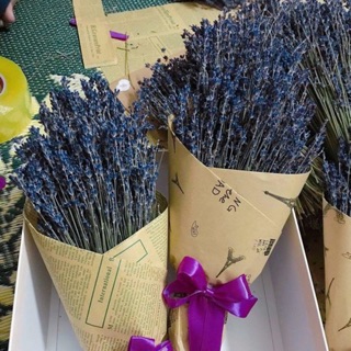 Hoa Lavender